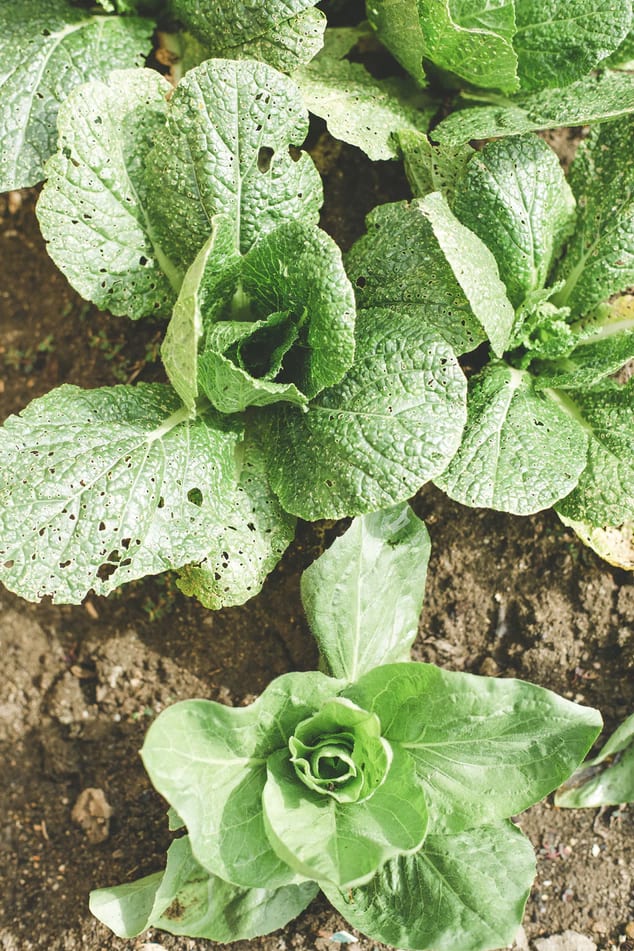 À Propos farming03 free img